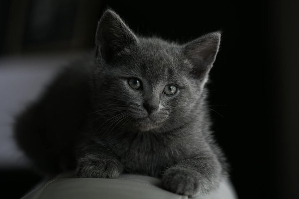 Les différents types de pensions pour chiens