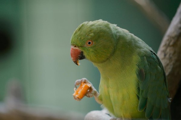 Harnais parfaits pour grand et gros chien : top sélections