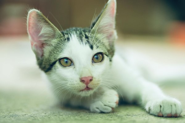 Le guide du toilettage pour votre Maine Coon