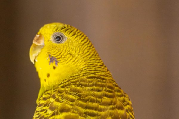 'Inscrire son furet à des concours : Tout ce qu'il faut savoir'