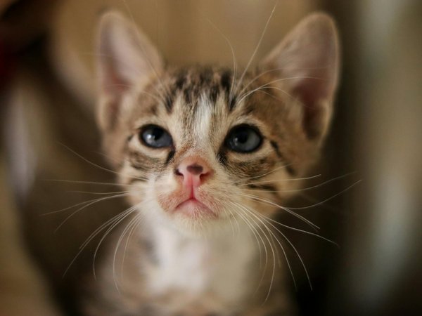 Les races de chats atypiques : découvrez ces félins uniques