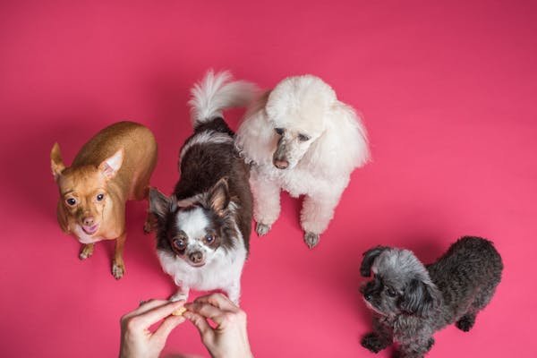 Découvrez les délices de notre boutique de friandises naturelles pour chien