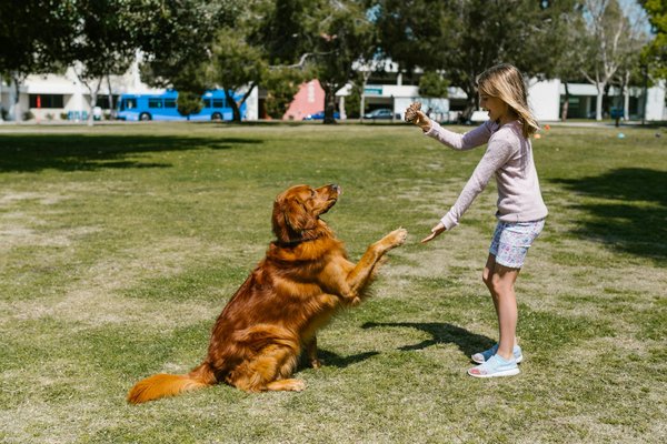 Éducation, dressage et garde des chiens : conseils essentiels